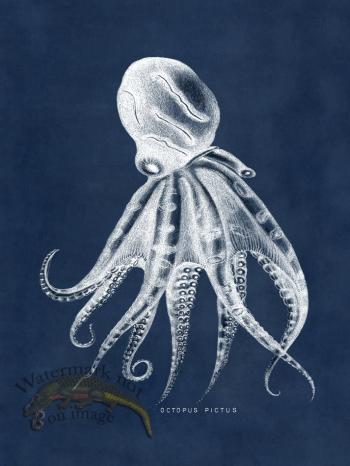Octopus Blue 10